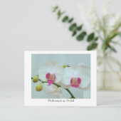 Carte Postale Phalaenopsis sp. Orchidée (Debout devant)