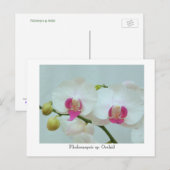 Carte Postale Phalaenopsis sp. Orchidée (Devant / Derrière)