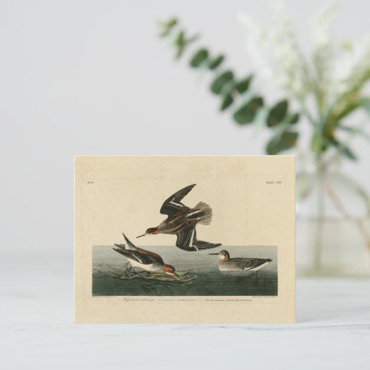 Carte Postale phalarope hyperboréenne - Audubon's Birds of Ameri (Debout devant)