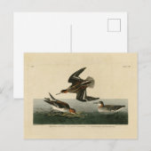 Carte Postale phalarope hyperboréenne - Audubon's Birds of Ameri (Devant / Derrière)