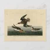Carte Postale phalarope hyperboréenne - Audubon's Birds of Ameri (Devant)