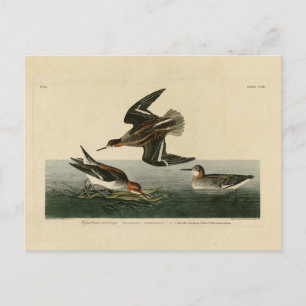 Carte Postale phalarope hyperboréenne - Audubon's Birds of Ameri