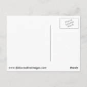 Carte Postale Phare d'Esopus Meadows (Dos)