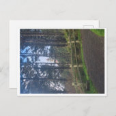 Carte Postale Phare Heceta head du sentier (Devant / Derrière)