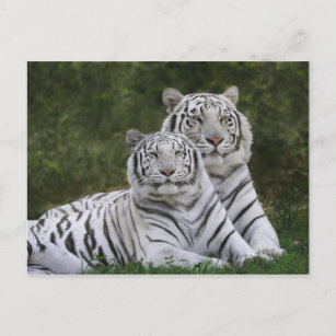 Carte Postale Phase blanche, Tigre du Bengale, Tigre du Tigre, T