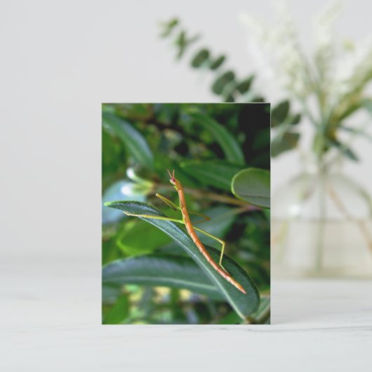 Carte Postale phasme (Debout devant)