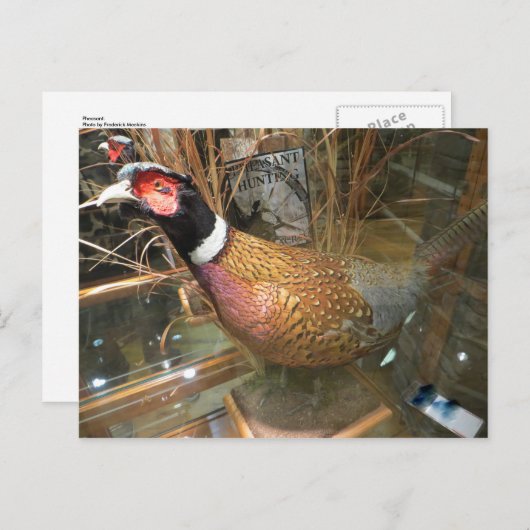 Carte Postale Pheasant (Devant / Derrière)