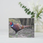 Carte Postale Pheasant (Debout devant)