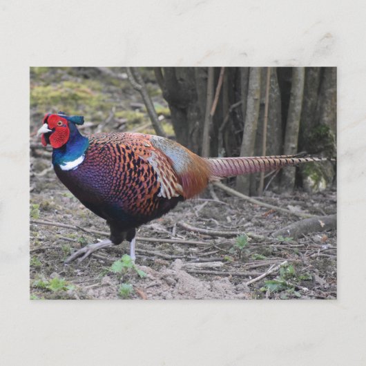 Carte Postale Pheasant (Devant)
