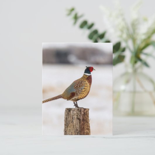 Carte Postale Pheasant (Debout devant)
