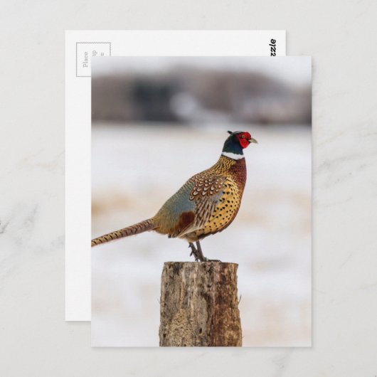 Carte Postale Pheasant (Devant / Derrière)