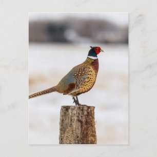 Carte Postale Pheasant