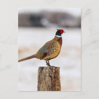 Carte Postale Pheasant