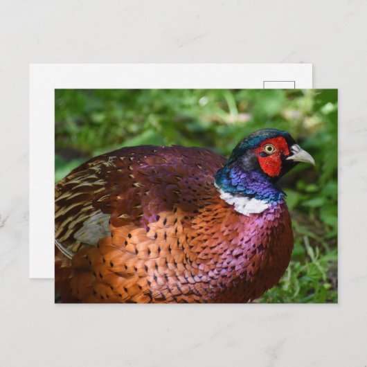 Carte Postale Pheasant (Devant / Derrière)