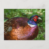 Carte Postale Pheasant (Devant)