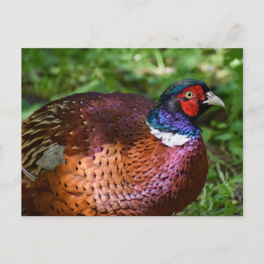 Carte Postale Pheasant (Devant)