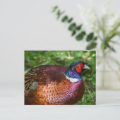 Carte Postale Pheasant (Debout devant)