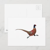 CARTE POSTALE PHÉASANT (Devant / Derrière)