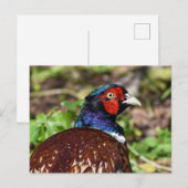 Carte Postale Pheasant (Devant / Derrière)