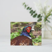 Carte Postale Pheasant (Debout devant)