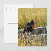 Carte Postale Pheasant (Devant / Derrière)