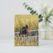 Carte Postale Pheasant (Debout devant)