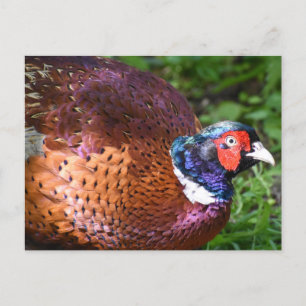 Carte Postale Pheasant