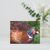 Carte Postale Pheasant (Debout devant)