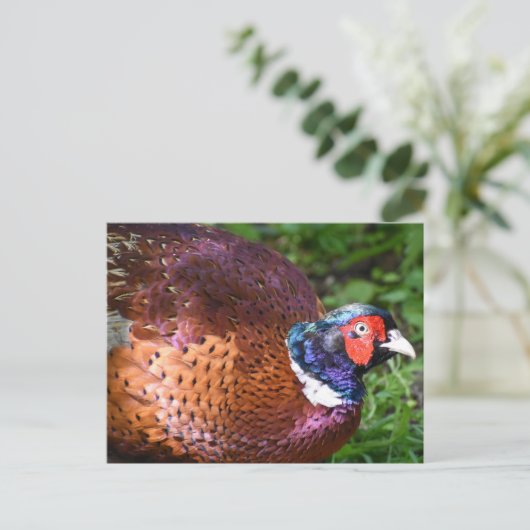 Carte Postale Pheasant (Debout devant)