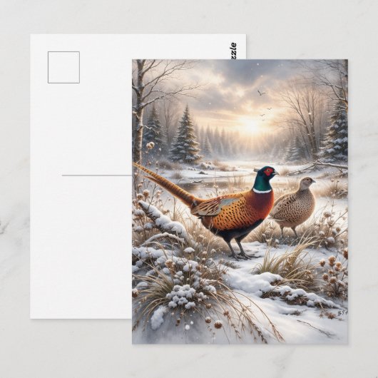 Carte Postale Pheasant  (Devant / Derrière)