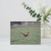 Carte Postale Pheasant (Debout devant)