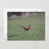 Carte Postale Pheasant (Devant / Derrière)