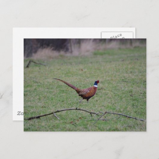 Carte Postale Pheasant (Devant / Derrière)