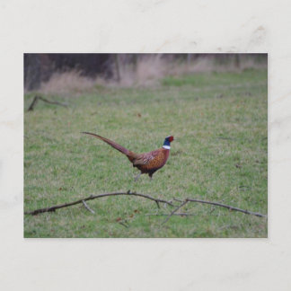 Carte Postale Pheasant