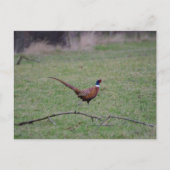 Carte Postale Pheasant (Devant)