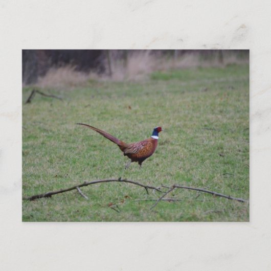 Carte Postale Pheasant (Devant)