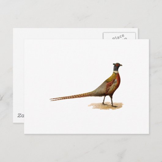 Carte Postale Pheasant à cou cerf (Devant / Derrière)