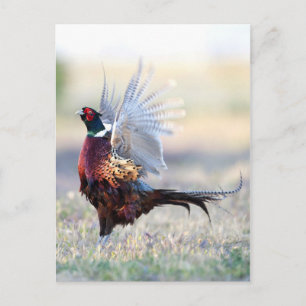 Carte Postale Pheasant à cou cerf