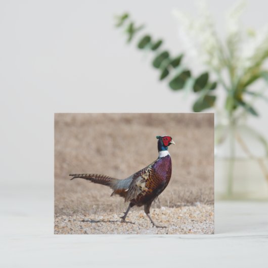 Carte Postale Pheasant à crayon (Debout devant)