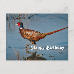 Carte Postale Pheasant Blue Water Photo Anniversaire