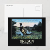 Carte Postale Phéasant chinois, Oregon's Game Bird (Devant / Derrière)