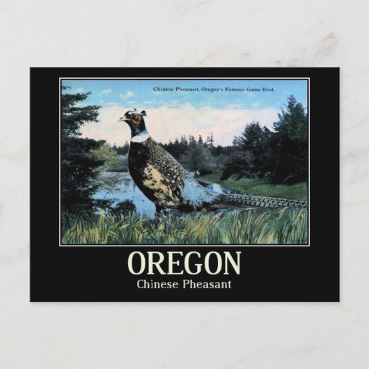 Carte Postale Phéasant chinois, Oregon's Game Bird (Devant)