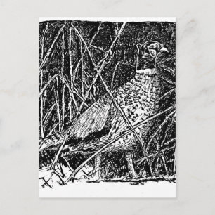 Carte Postale Phéasant (coq)