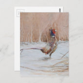 Carte Postale Phéasant dans la neige (Devant / Derrière)