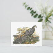 Carte Postale Pheasant de paon (Debout devant)