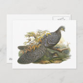 Carte Postale Pheasant de paon (Devant / Derrière)