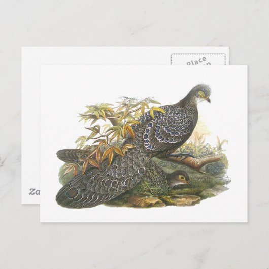 Carte Postale Pheasant de paon (Devant / Derrière)