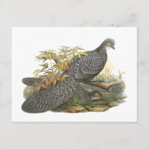 Carte Postale Pheasant de paon
