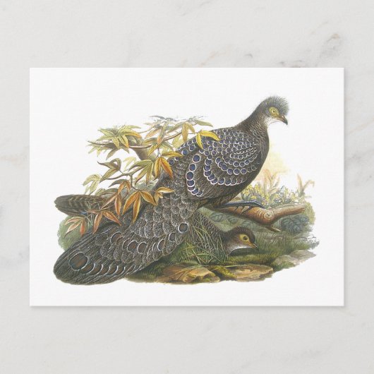Carte Postale Pheasant de paon (Devant)