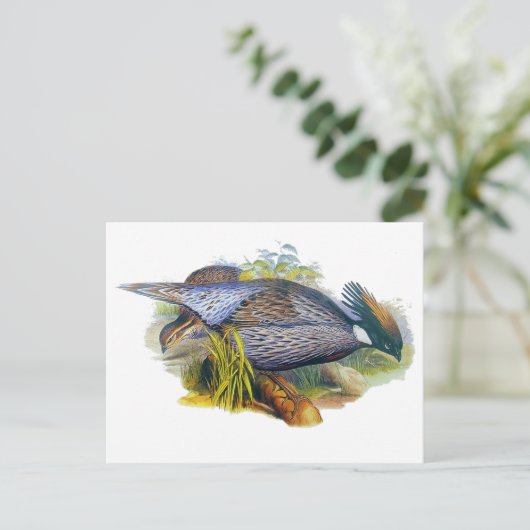 Carte Postale Pheasant Koklass (Debout devant)